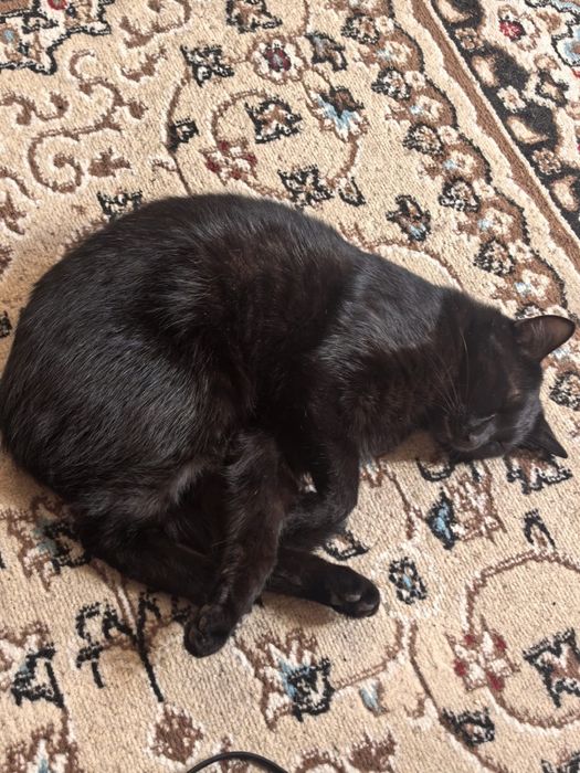 Отдам котиков в добрые руки