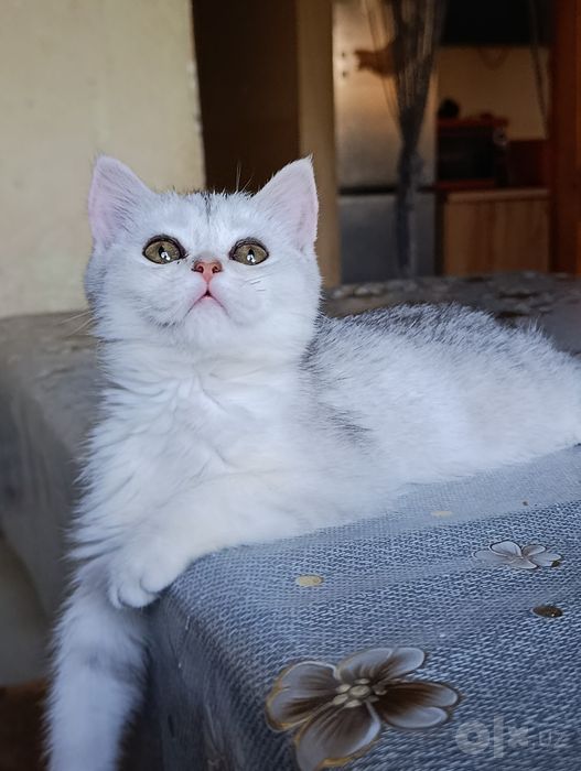 Shinshila seribristiy