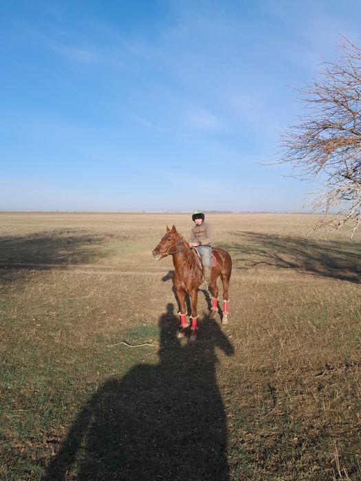 Сатылатын айғыр бар