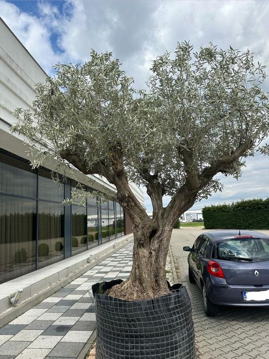 Maslin secular Olea Europea