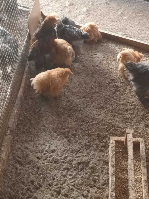 Brahma si cochinchina pui disponibili