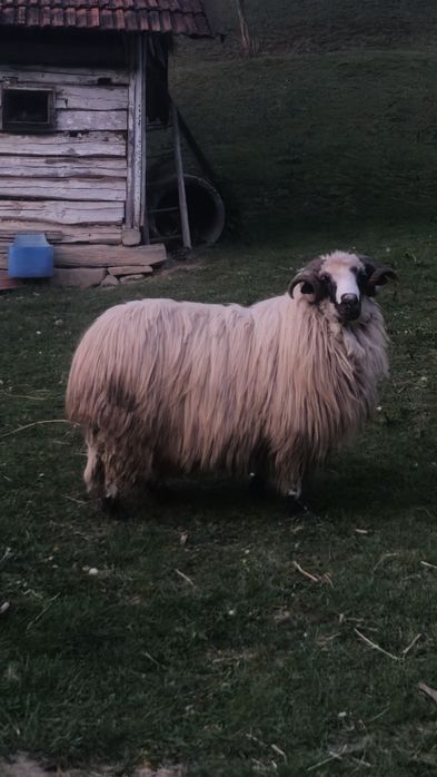 Vând 4 oi și un berbec