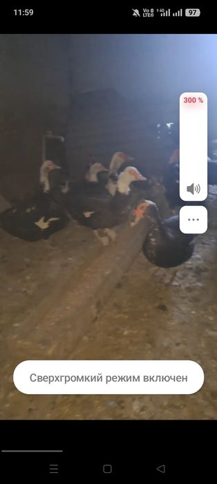 Индоуткалар сотилади сони 6та еркак 18 та макийони 2та пекинский ордак