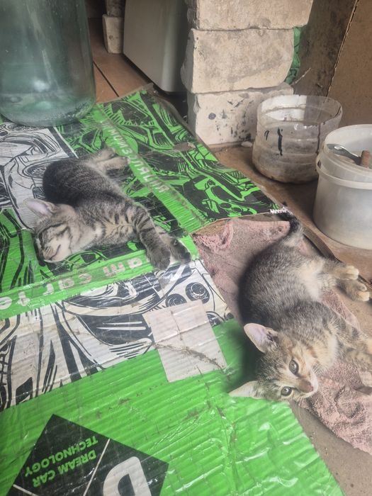 Котятам нужен дом