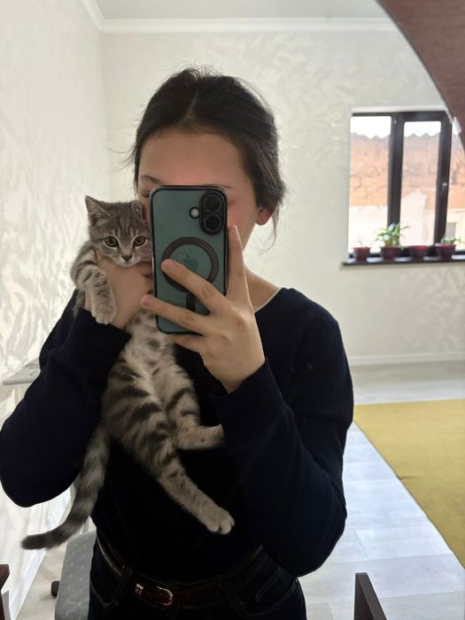 Кошка британский