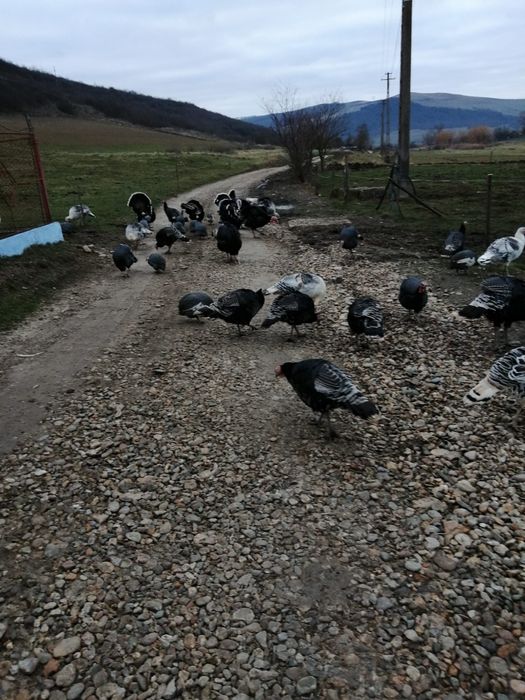 Curci de casă și  curcani