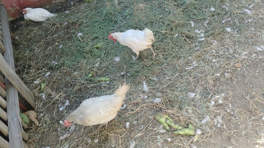 курицы несушки продам