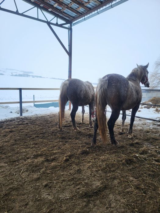 Iepe lipitan de vinzare învățate pentru echitație și trasura