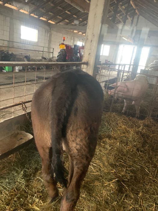 Vitel de vanzare Angus