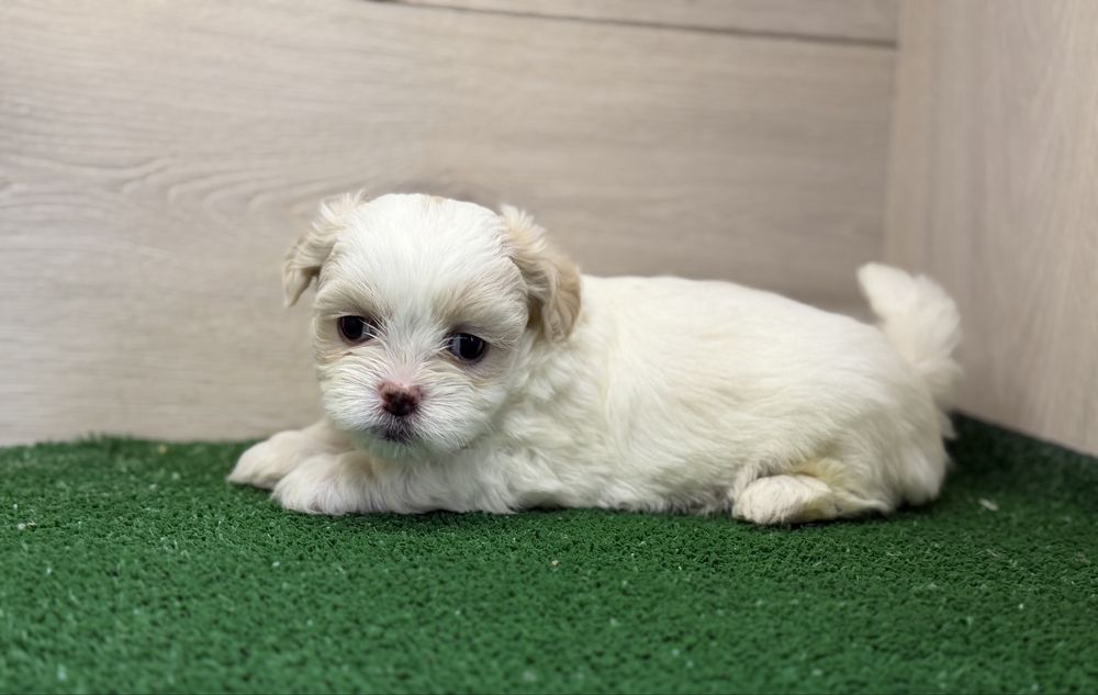 Femela ShihTzu, exemplar deosebit!