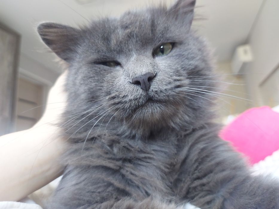 Пропал кот по кличке "Деймон"