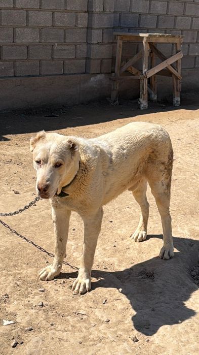 Алабай ит сатылады