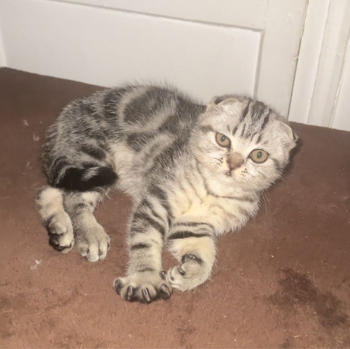 Семейка красавиц