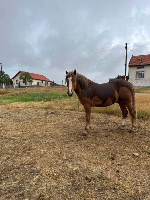 Vând mânz cuminte de un an și șase luni