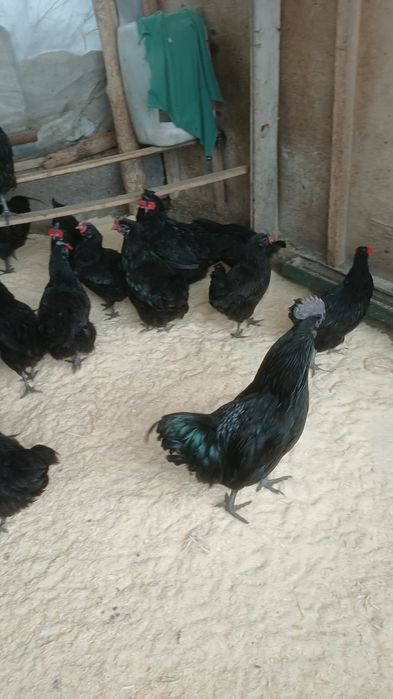 Продам ухейилюй петухов