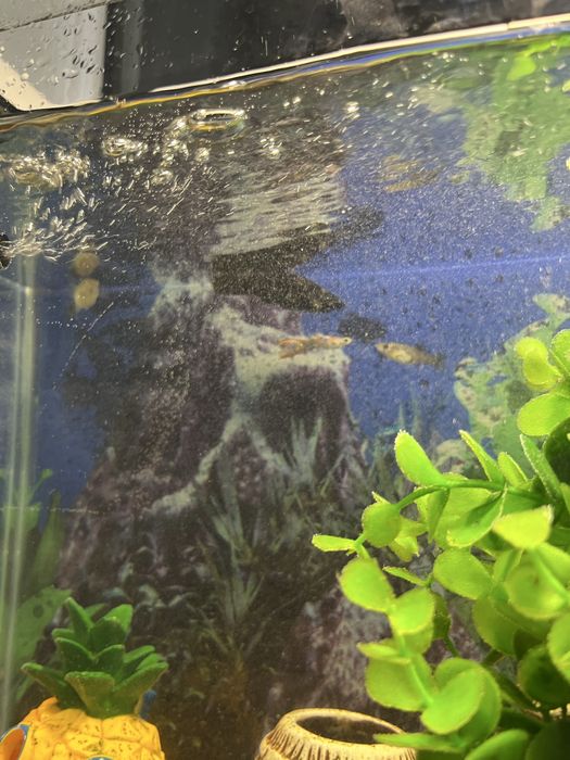 Продам аквариум с рыбками и еще много чего