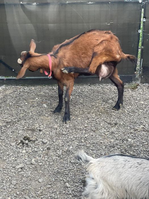 Vând / schimb ,,,2 ieduțe ,rasa alpină franceză cu sannen vârstă 2 luni jumate