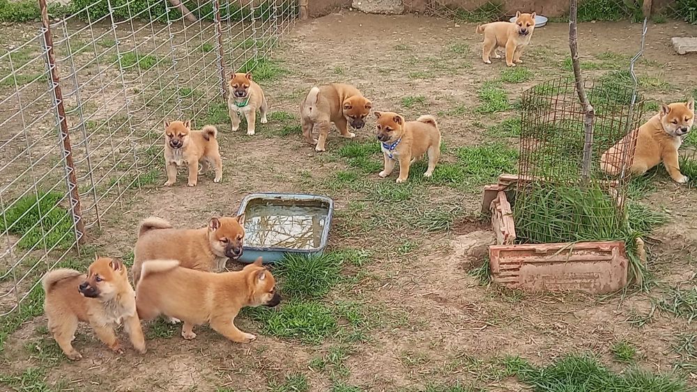 Шиба ину мъжки и  женски кученца