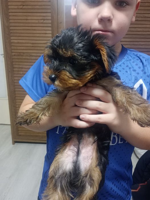 Йорки момче родено на 30 .10 .2025г с паспорт и ваксини!