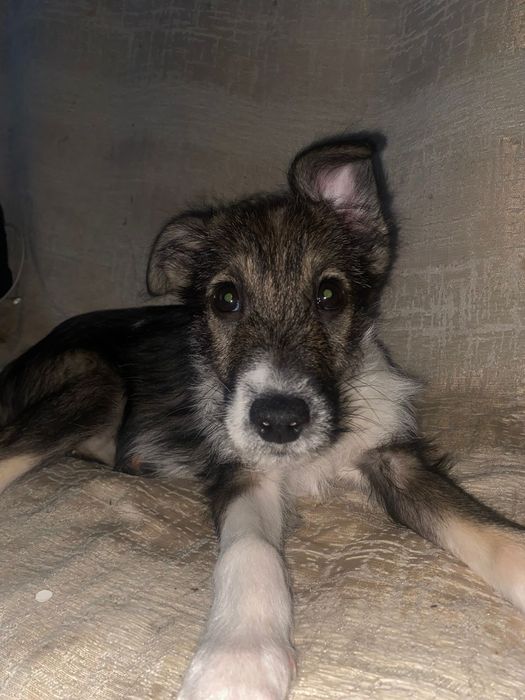 Привиты и проглистогонены щенятки