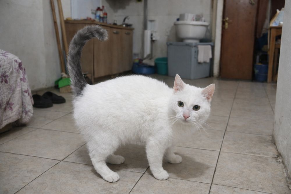 Котенок мальчик в добрые руки