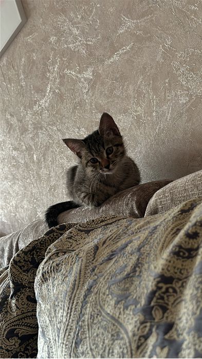 Отдам котенка в добрые руки!