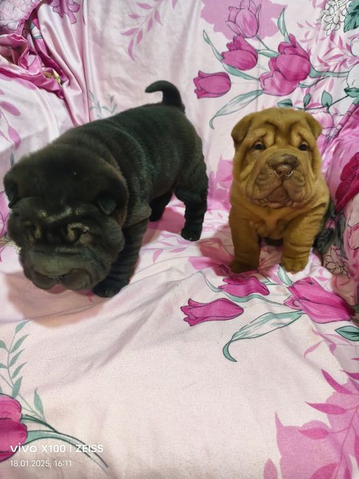 Продам щенков породы шарпей