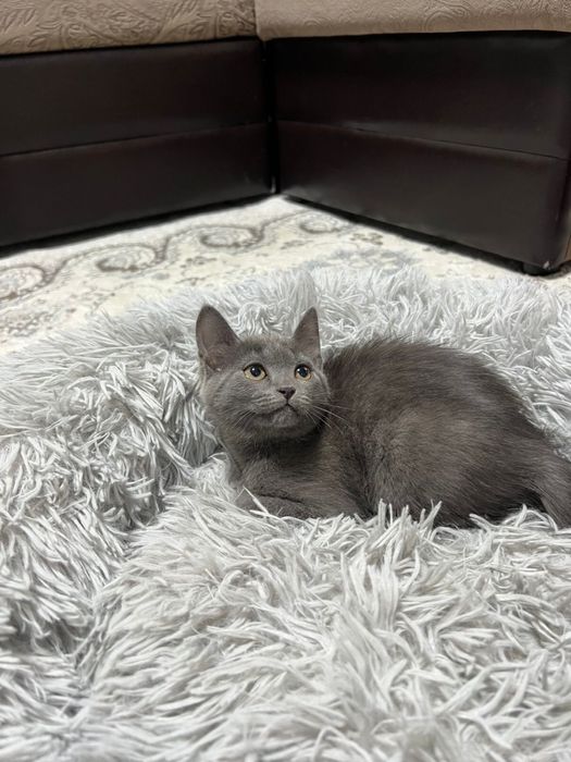 Британский котенок