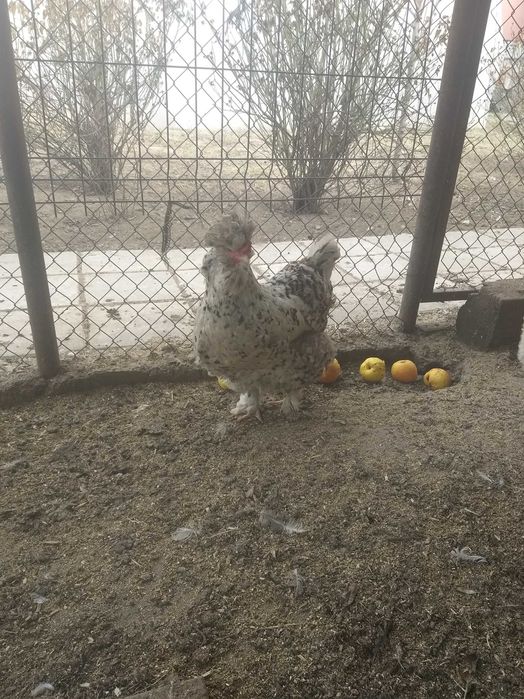 Găini și Cocoș Moțate bărboase