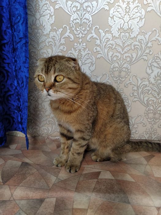 Отдам в хорошие руки кошечку