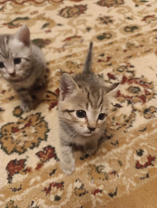 Отдам котенка в добрые руки