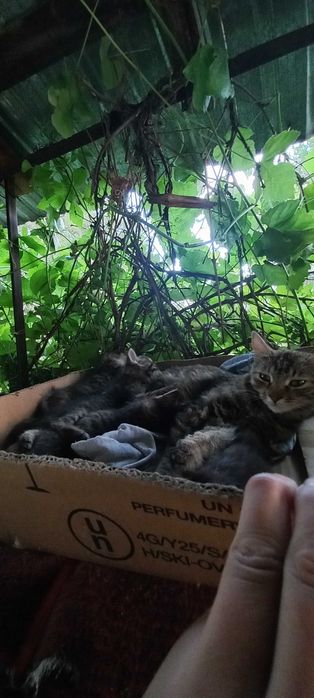 Отдам Котят бесплатно