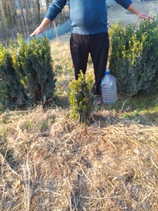 Shamshod manzara uchun