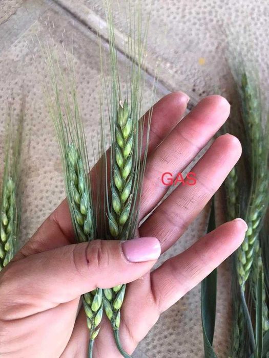 Органичен гранулиран тор с микроорганизми – за всички ваши култури