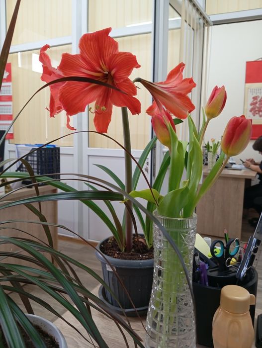 Комнатные цветы в продаже