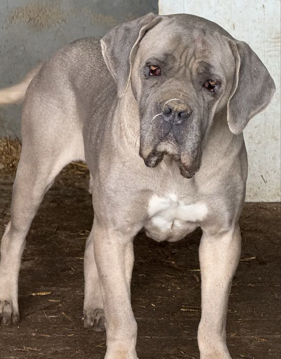 Vand femela cane corso