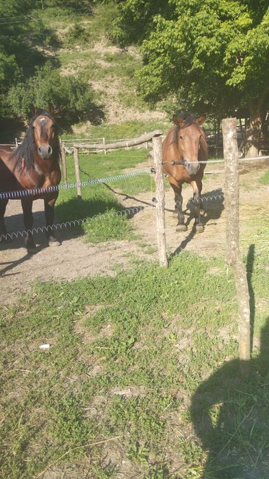 Armăsar și iapă, de vânzare . Pt mai multe detalii, la telefon 0733812739