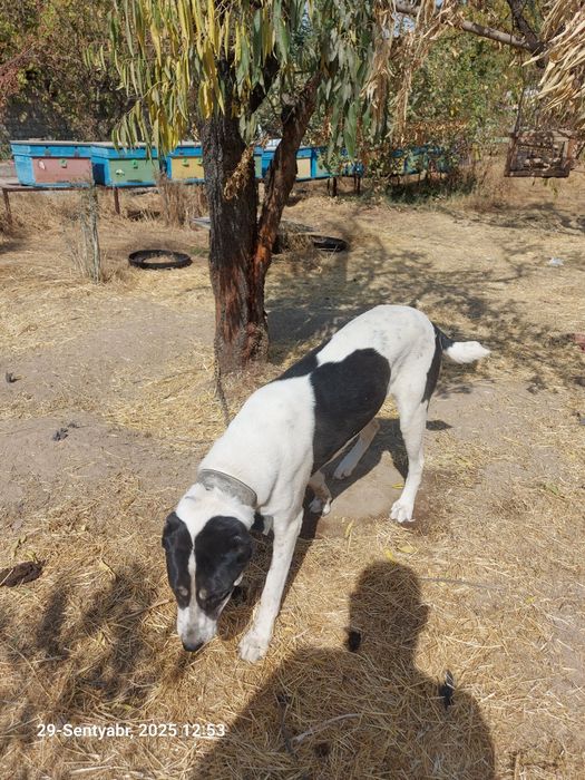 Срочна сотилади Кизбола