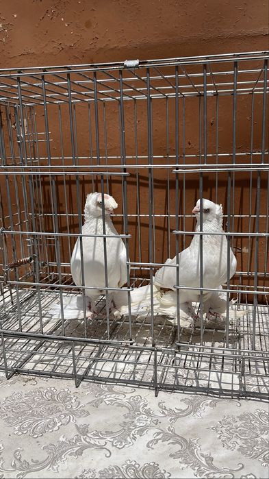 Продаются все голуби