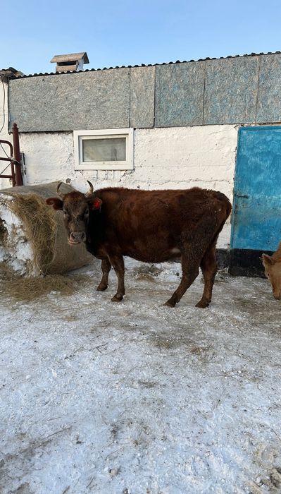 Корова можно доить  4 отёл