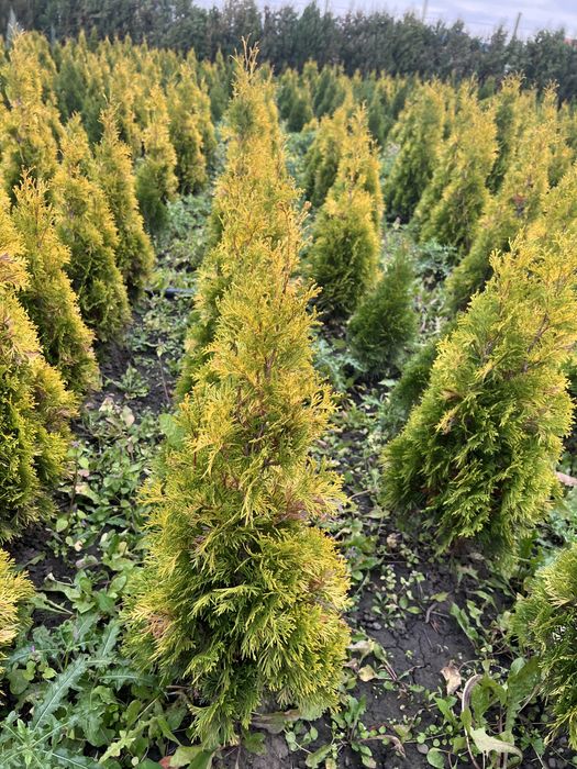 Tuia Gold Smarald 80 cm , 100 cm