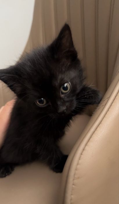 Черный котенок девочка