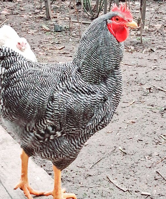 Cocoș plymouth rock