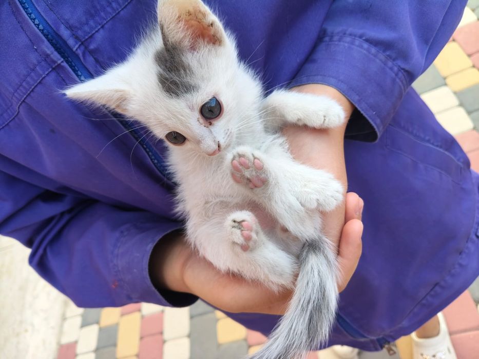 Отдам в добрые руки котенка ( мальчик ))