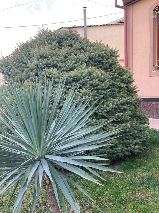 Арчалар сотилади