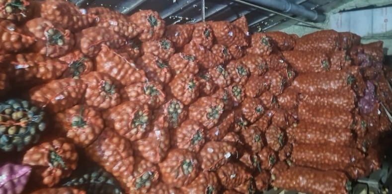 Продам семена картофеля