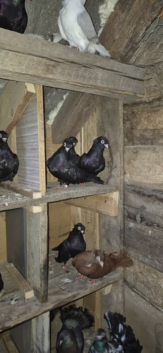 Porumbei (voiajori satineti pave rolleri galateni jucatori)