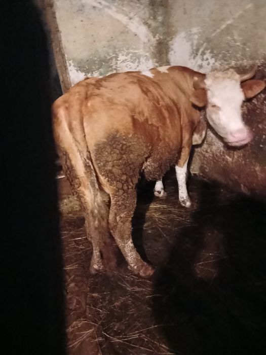 Vaca baltata fatata recent