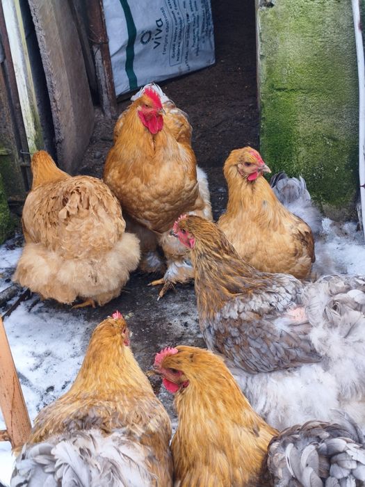 Ouă Cochinchina pentru incubat