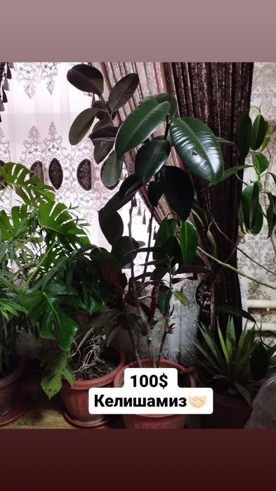 Продам большие декоративные цветы для офиса